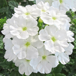 Verbena Vera Trailing White